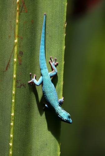 Electric Blue Day Gecko — 8