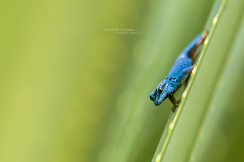 Electric Blue Day Gecko — 9