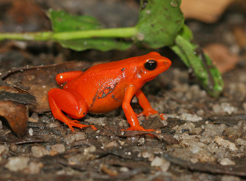 Golden Mantella — 3