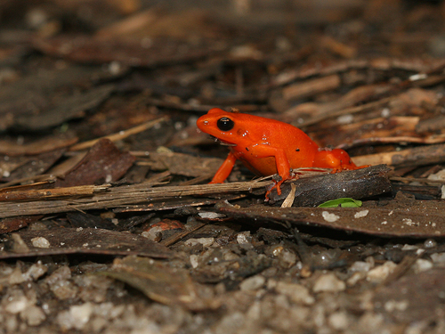 Golden Mantella — 4