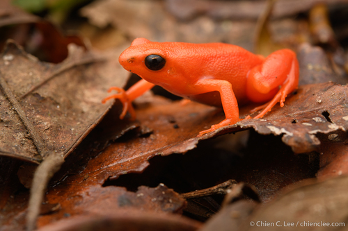 Golden Mantella — 5