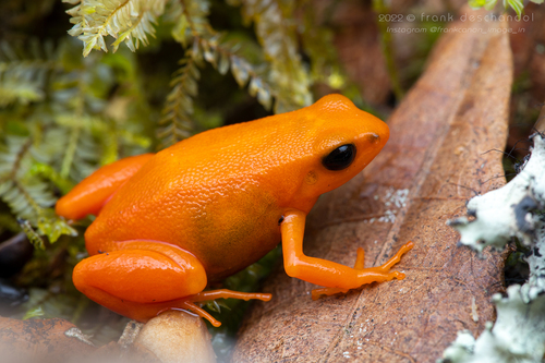 Golden Mantella — 8