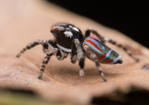 Peacock Spider — 4