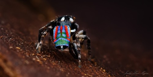 Peacock Spider — 7