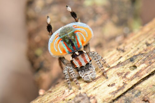 Peacock Spider — 10