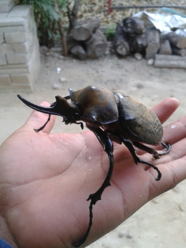 Elephant Beetle — 3