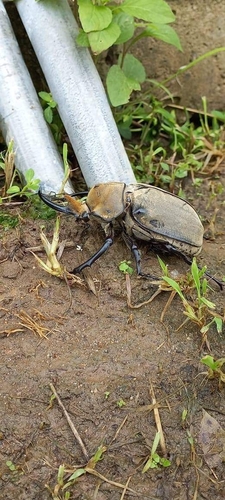 Elephant Beetle — 4