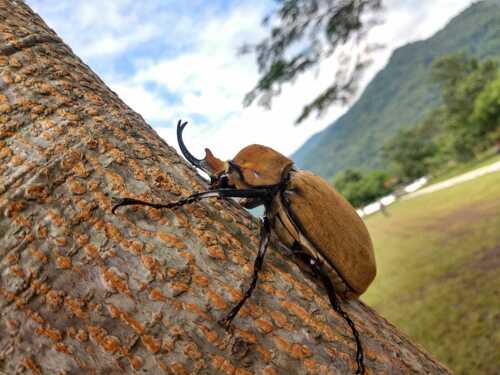 Elephant Beetle — 5