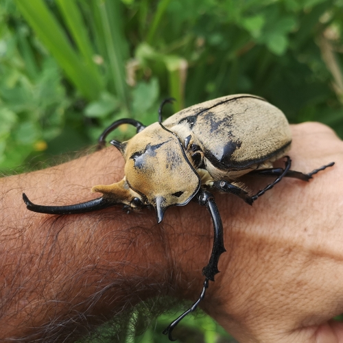 Elephant Beetle — 7