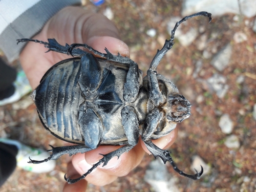 Elephant Beetle — 9