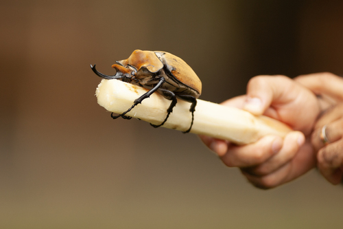 Elephant Beetle — 10