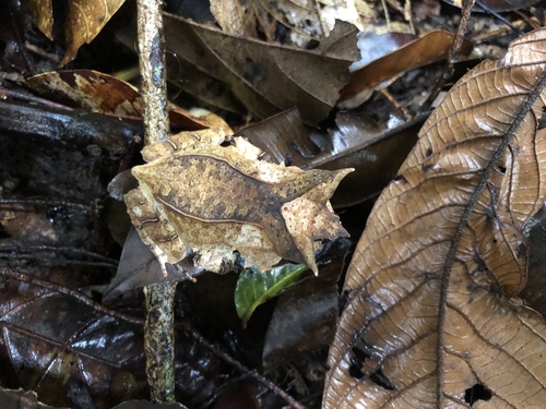 Malayan Horned Frog — 3