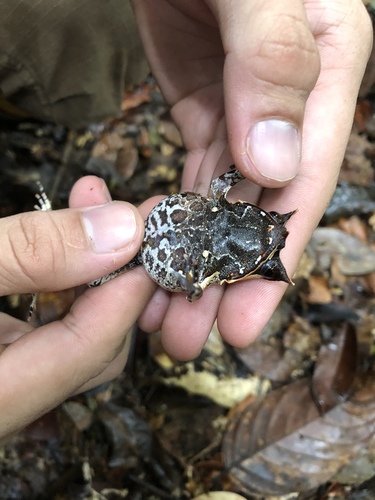 Malayan Horned Frog — 4