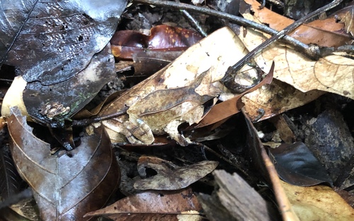 Malayan Horned Frog — 5