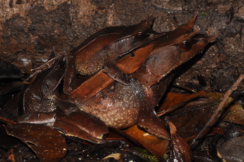Malayan Horned Frog — 8