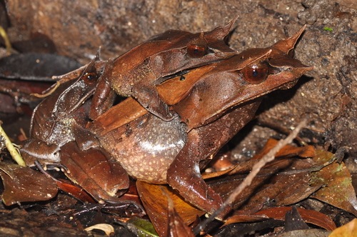 Malayan Horned Frog — 9
