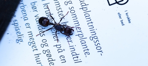 Barbary Harvester Ant — 1