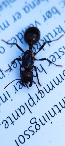Barbary Harvester Ant — 3