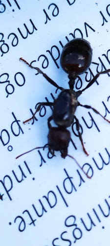 Barbary Harvester Ant — 4