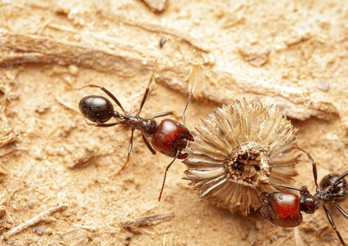 Barbary Harvester Ant — 5