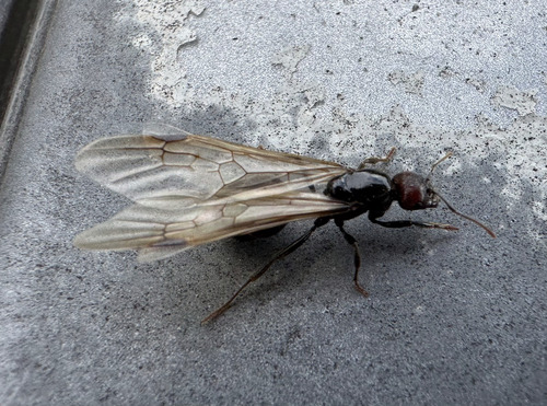 Barbary Harvester Ant — 7