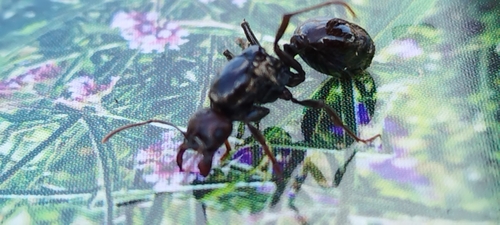Barbary Harvester Ant — 9