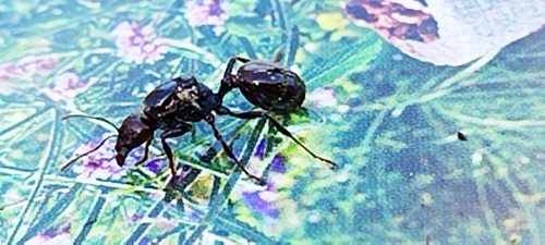 Barbary Harvester Ant — 10