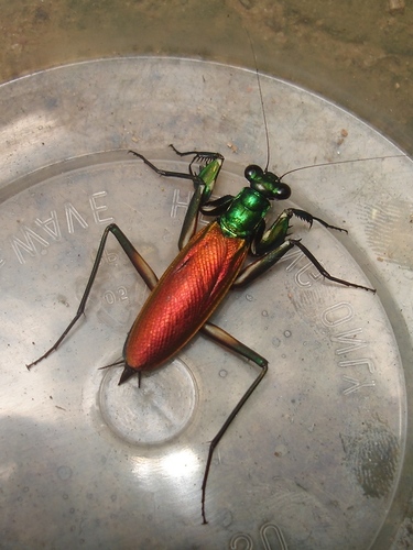 Iridescent Bark Mantis — 2