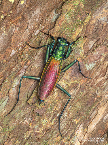 Iridescent Bark Mantis — 4