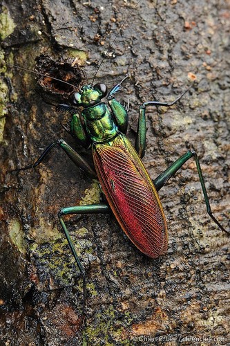 Iridescent Bark Mantis — 6