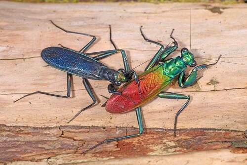 Iridescent Bark Mantis — 8