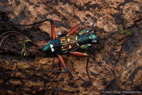 Iridescent Bark Mantis — 9