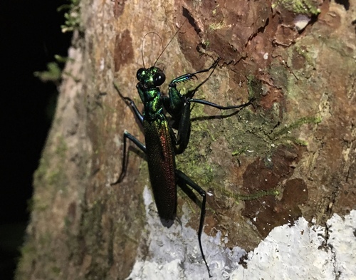 Iridescent Bark Mantis — 10