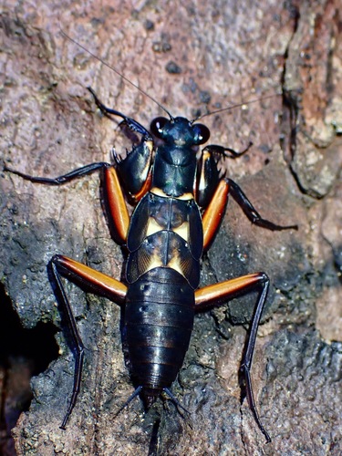 Violet Metallic Mantis — 5