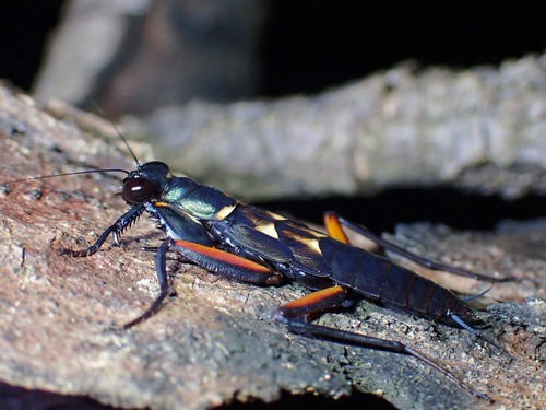 Violet Metallic Mantis — 6