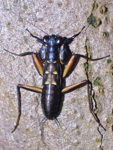 Violet Metallic Mantis — 7