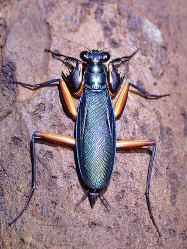 Violet Metallic Mantis — 8
