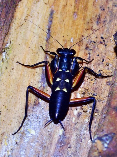 Violet Metallic Mantis — 9
