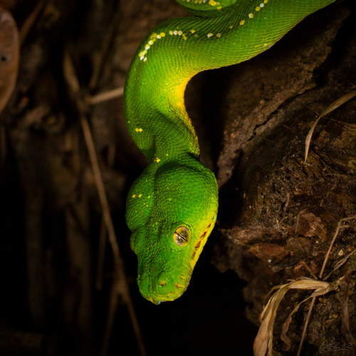 Green Tree Python — 2