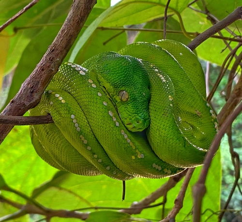 Green Tree Python — 3