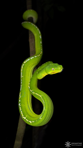 Green Tree Python — 4