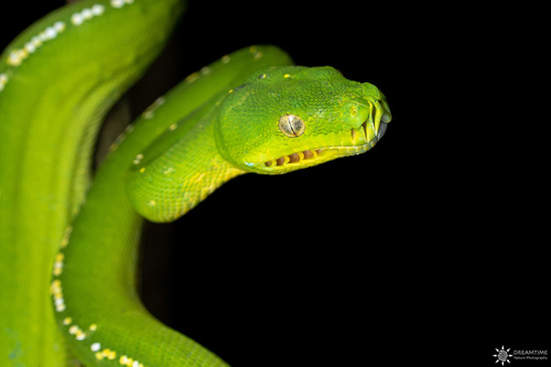 Green Tree Python — 5