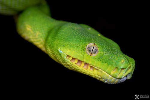 Green Tree Python — 6