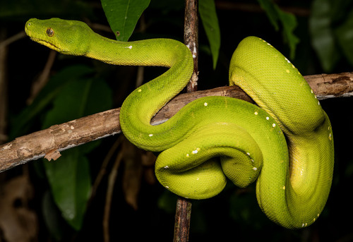 Green Tree Python — 9