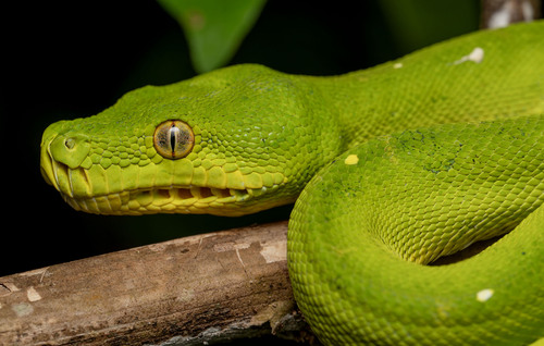 Green Tree Python — 10