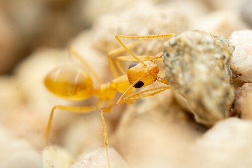 Honeypot Ant Navajo — 2