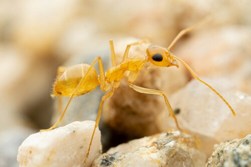 Honeypot Ant Navajo — 4