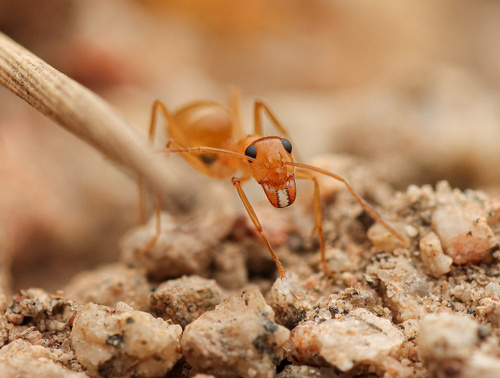 Honeypot Ant Navajo — 7