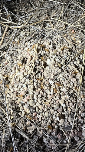 Honeypot Ant Navajo — 8