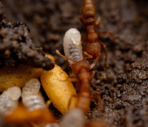 Dracula Ant — 3